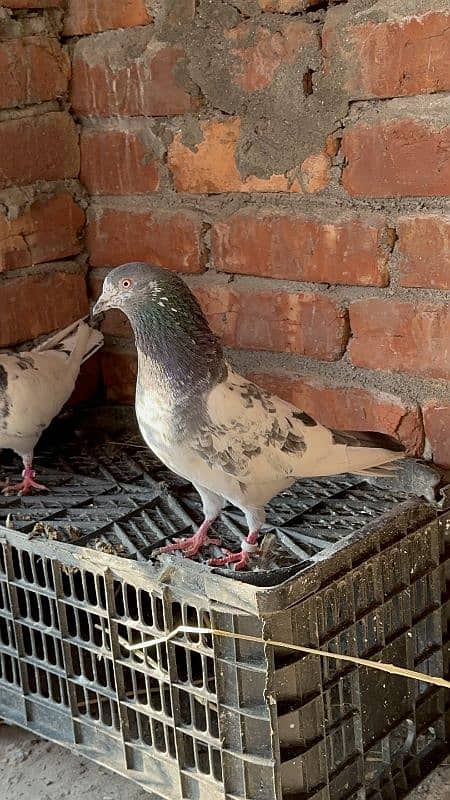 aseel pigeons pair tady cross and kasori pigeons 11