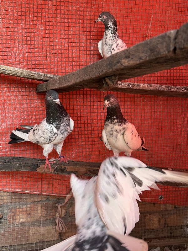 aseel pigeons pair tady cross and kasori pigeons 12