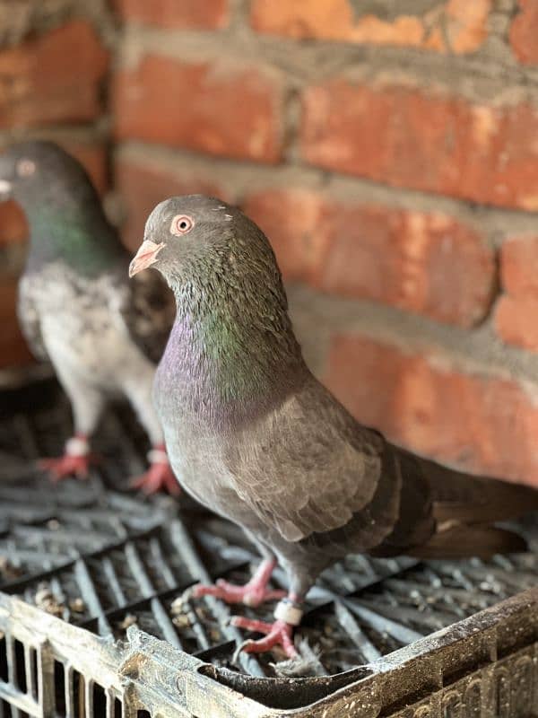 aseel pigeons pair tady cross and kasori pigeons 13