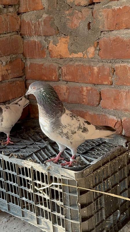 aseel pigeons pair tady cross and kasori pigeons 14