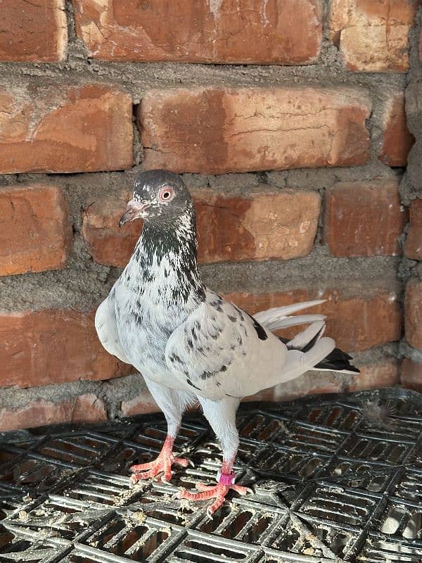 aseel pigeons pair tady cross and kasori pigeons 15