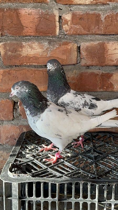 aseel pigeons pair tady cross and kasori pigeons 16