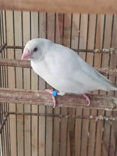 Lady Gouldian Male or Female Finch