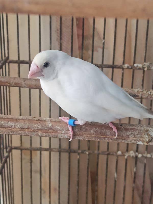 Lady Gouldian Male or Female Finch 0