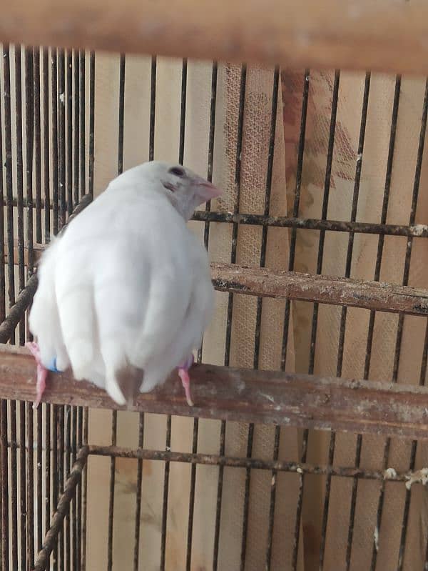 Lady Gouldian Male or Female Finch 1