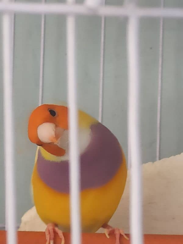 Lady Gouldian Male or Female Finch 3