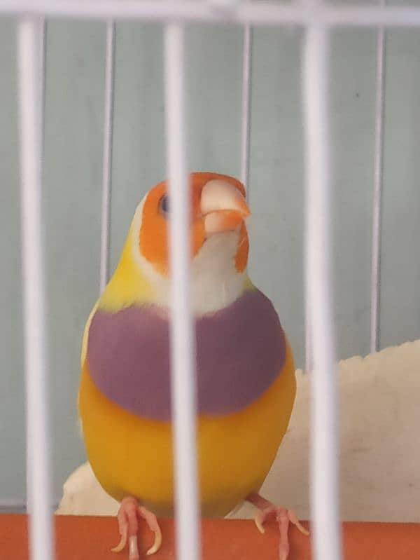 Lady Gouldian Male or Female Finch 4