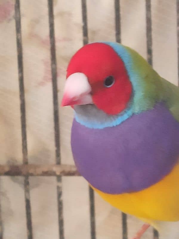 Lady Gouldian Male or Female Finch 5