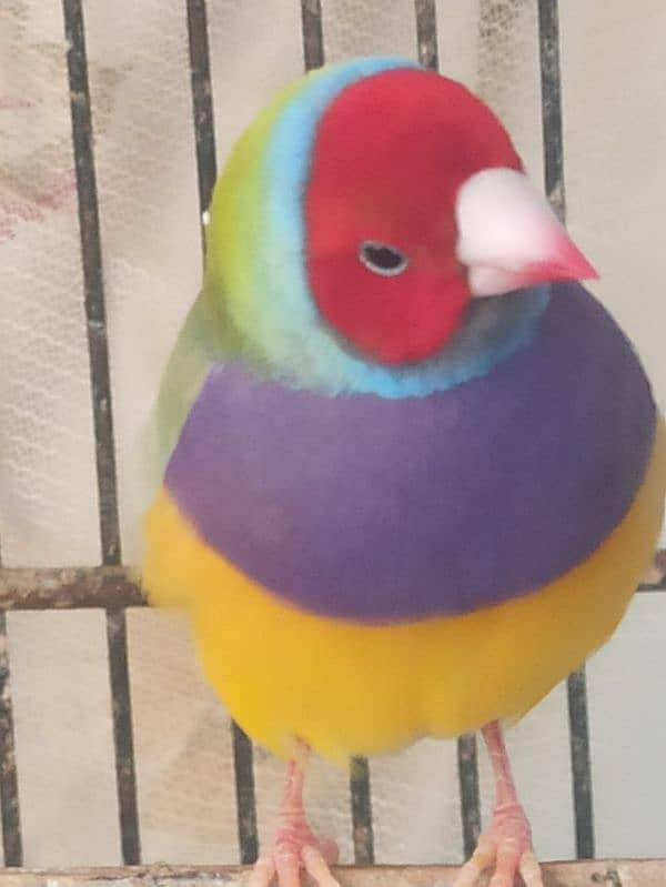 Lady Gouldian Male or Female Finch 6