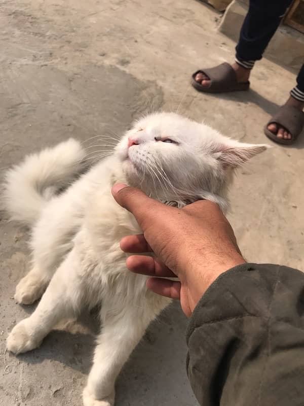 persian cat 0