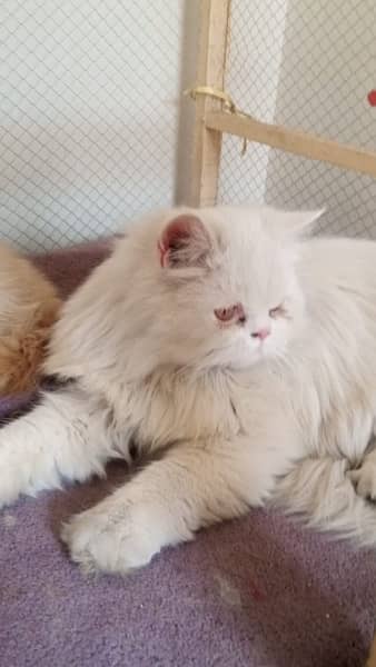 2 Male persian cats for sale 0