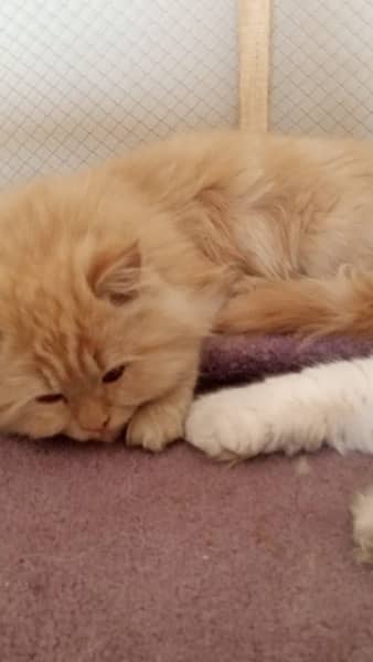 2 Male persian cats for sale 1