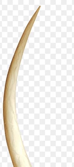 Ivory elephant tusk