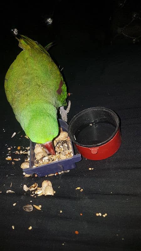 raw parrot 0