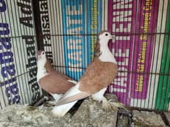 sharazi breeder pair