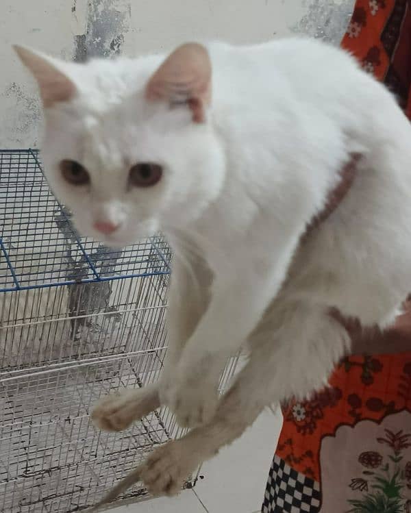 Persian cat female double coated 03377106470 1