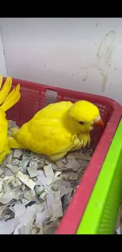 yellow ringneck chick