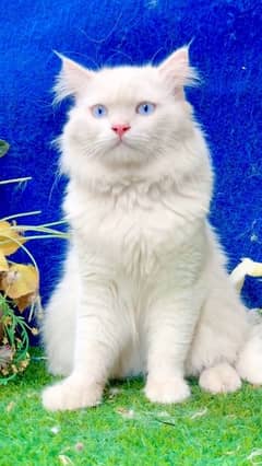 beautiful persian male kitten for sale