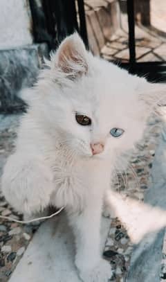 double colour eyes male kitten odd eyes