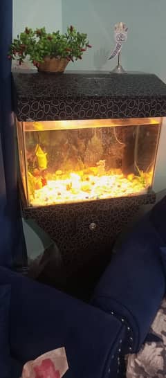 fish aquarium