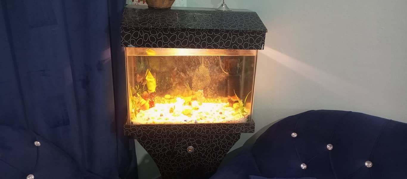 fish aquarium 5