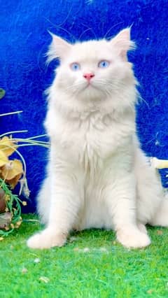 beautiful persian female kitten for sale