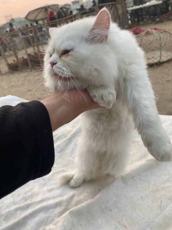 PERSIAN TRIPLE COATED PUNCHED FACE female 3