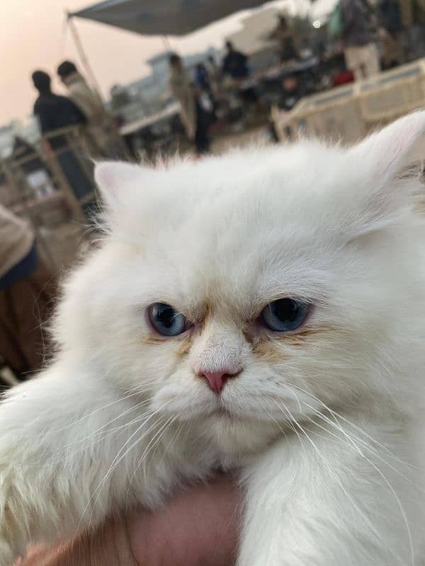 PERSIAN TRIPLE COATED PUNCHED FACE female 0