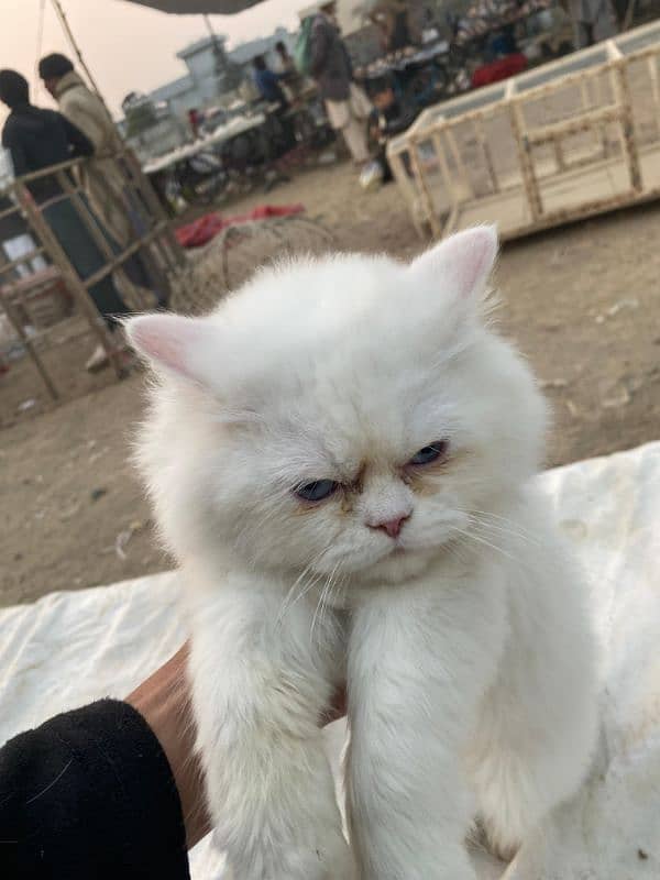 PERSIAN TRIPLE COATED PUNCHED FACE female 1