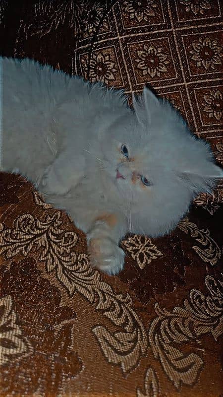 PERSIAN TRIPLE COATED PUNCHED FACE female 5