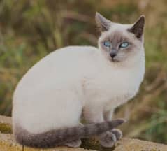 Siamese