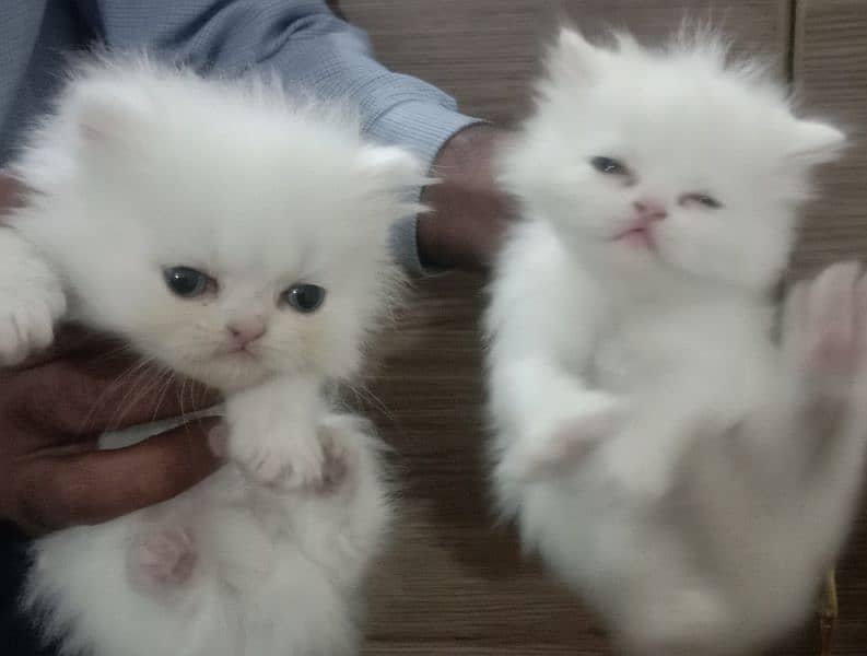 2 kittens 42 days old . price 40000/_ 0