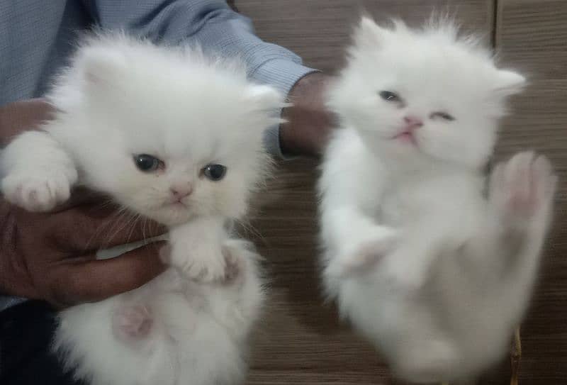 2 kittens 42 days old . price 40000/_ 2