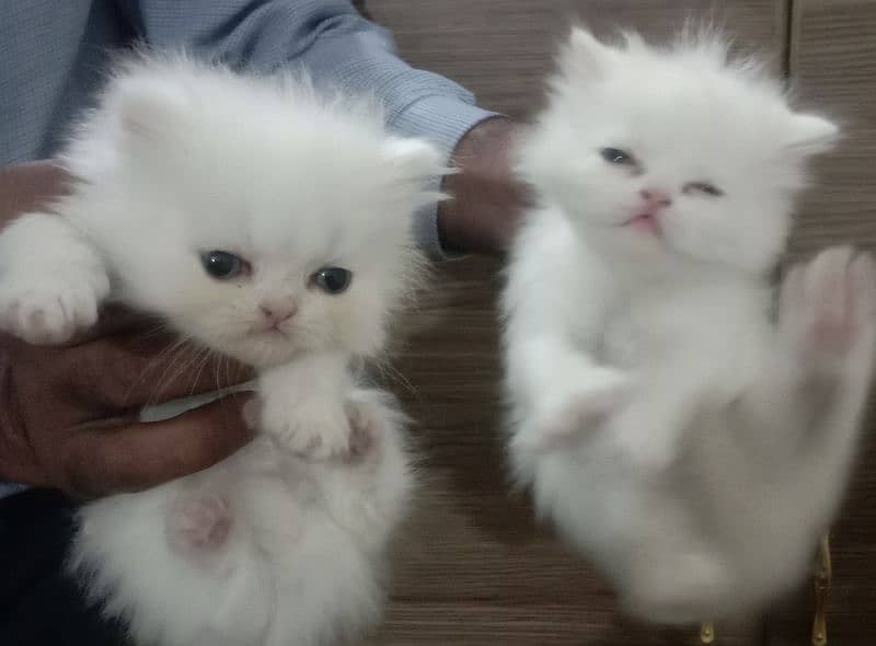 2 kittens 42 days old . price 40000/_ 3