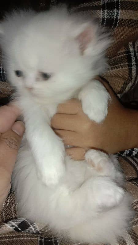 2 kittens 42 days old . price 40000/_ 5