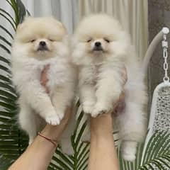 pomeranian pair