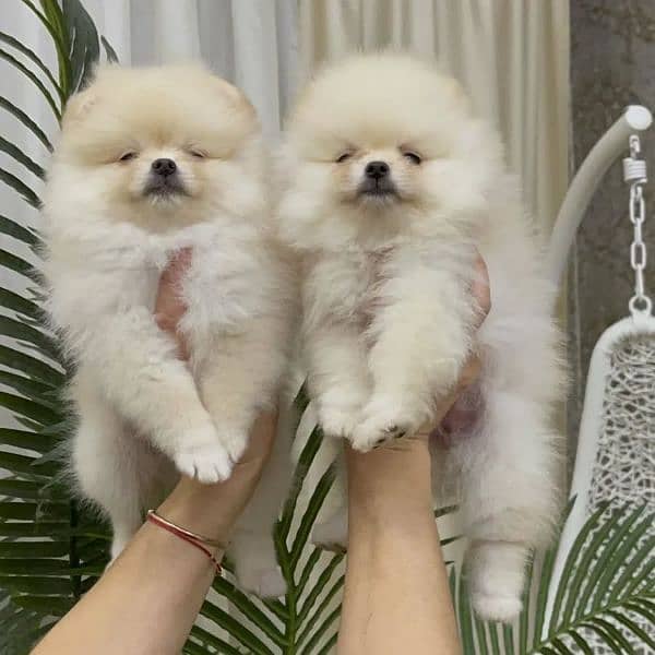 pomeranian pair 0