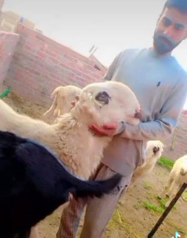 breeder Big frame mundra chatra | bakra | bakri | sheep | breeder 1