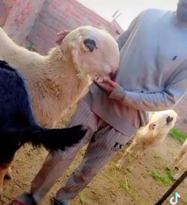 breeder Big frame mundra chatra | bakra | bakri | sheep | breeder 2