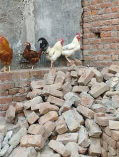 pure dasi or golden misri hen male /female