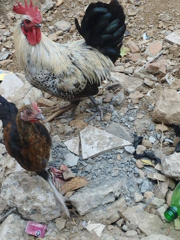 pure dasi or golden misri hen male /female 2