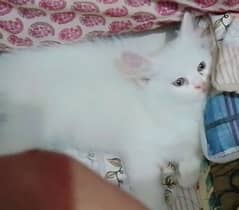 4 Month percian kitten for sale