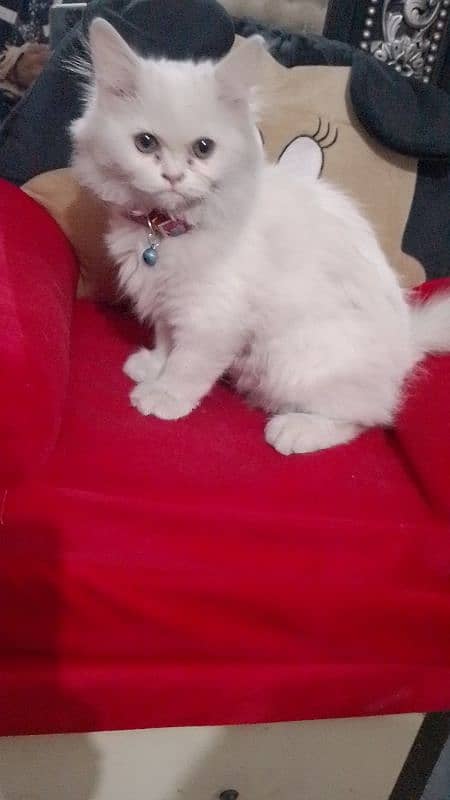 4 Month persian kitten for sale 3ple coated 1