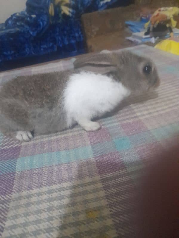 Rabbit/cottontail rabbit/Tapeti  (Sylvilagus) pair 0