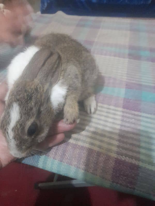 Rabbit/cottontail rabbit/Tapeti  (Sylvilagus) pair 1