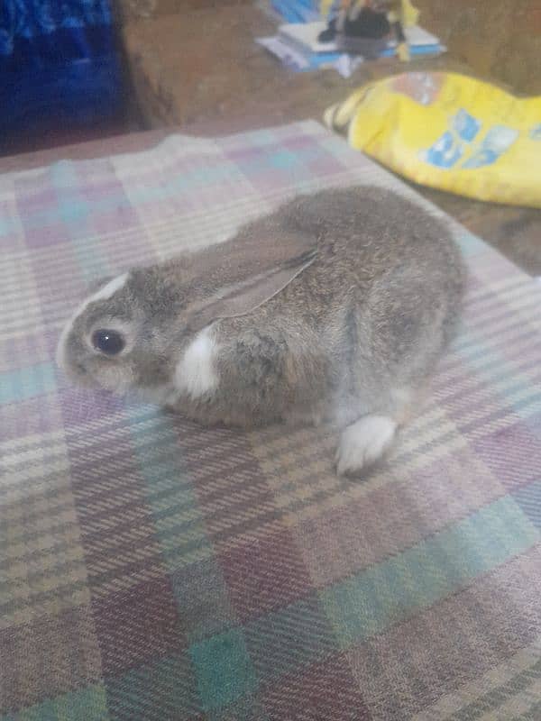 Rabbit/cottontail rabbit/Tapeti  (Sylvilagus) pair 2