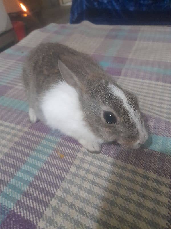 Rabbit/cottontail rabbit/Tapeti  (Sylvilagus) pair 3