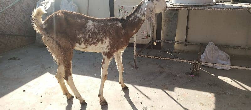 bakri for sale 0