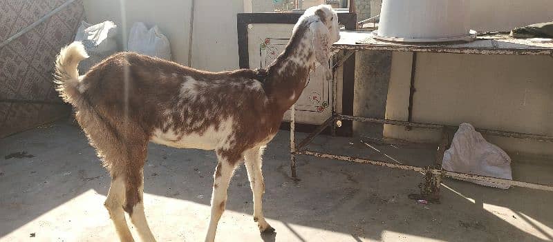 bakri for sale 1