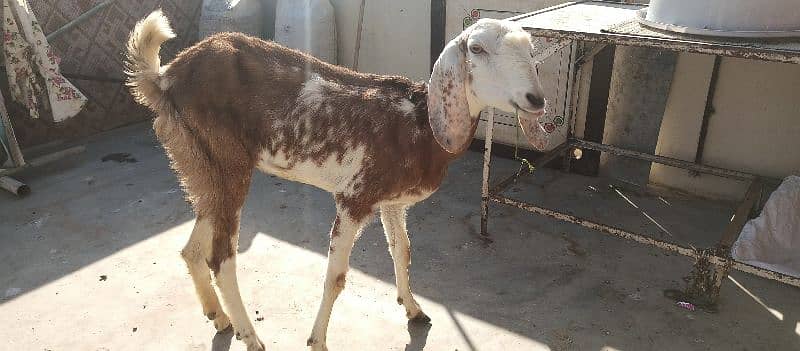 bakri for sale 2